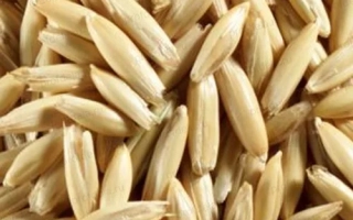 Овес на фоні - Адамо