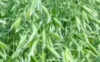 Зелені колосся овса на полі - ЯКІВ