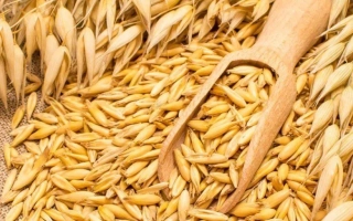 Овёс на фоне с деревянной лопаткой - Артур