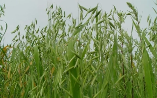 Зелені стебла вівса на фоні неба - АС 30301