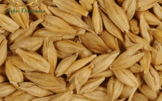 Oat Avatar on grain background