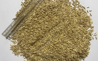 Кучка вівса на білому фоні - ЕФЕКТИВ