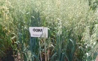 Oats seeds variety Foma in field