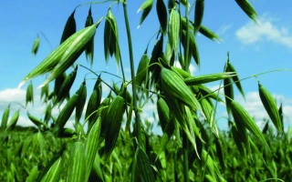 Зелёные стебли овса на фоне голубого неба - Айвори