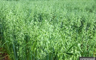 Field of winter oats variety Lygovskyi 82 - LYGOVSKIY 82