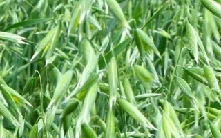 НЕМЧИНОВСКИЙ 61