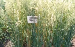 Пакет насіння вівса СІБИРСЬКИЙ ГОЛОЗЕРНИЙ на фоні поля - СИБІРСЬКИЙ ГОЛОЗЕРНИЙ