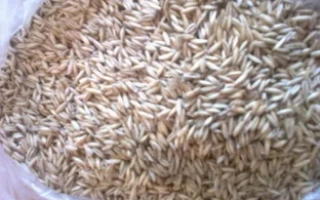 Вівес у прозорій упаковці - ТУМЕНСЬКИЙ ГОЛОЗЕРНИСТИЙ