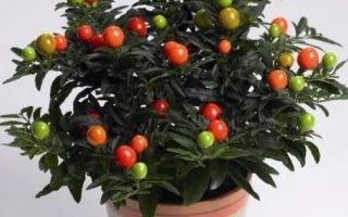 Растение Паслен в горшке с красными и зелеными ягодами - Орфей