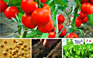 Семена паслена с изображением красных томатов и ростков - Спутник Степанова