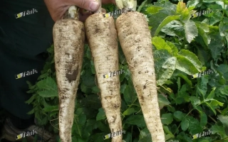 Два человека держат три длинных белых пастернака на фоне зелени. - БЕЛЫЙ, ДЛИННЫЙ