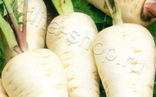 Пакет семян пастернака Белый Клык