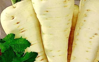 Свежий пастернак с зелеными листьями - Круглый