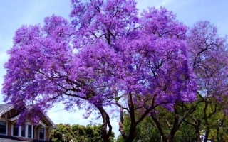 Сила природи