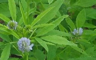 Изумительный Аромат