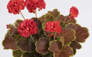 Карамелька