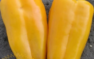 Два желтых перца Ягуар на земле