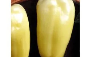 Альбатрос F1