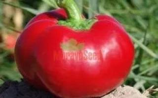 Александер