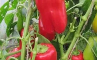 Александрит