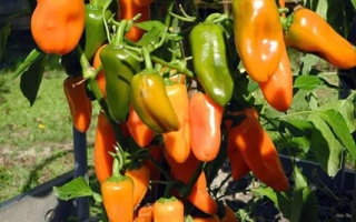 Спелые и зеленые перцы Янтарь | Бурштин | JAN TAR на кусте