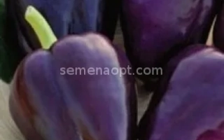 Тёмно-фиолетовые перцы на белой тарелке, сайт semenaopt.com - АРАП