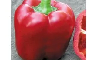 Аристотель X3R F1