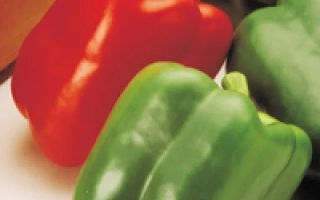 Аристотель Х3Р F1