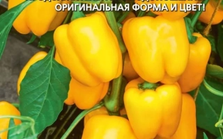 Пакет семян перца АТОМОР с изображением желтых плодов и надписью «Перец сладкий АТОМОР»