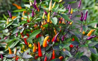 Аттракцион