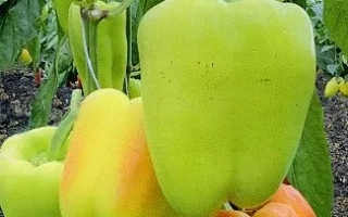 Белла Виста