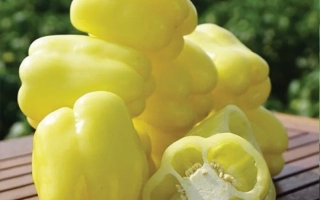 Белладонна F1