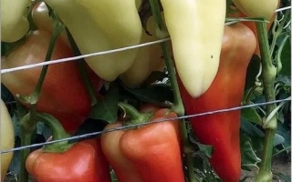 Семена перца сорта Белоснежка на упаковке