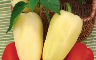 Белый Налив