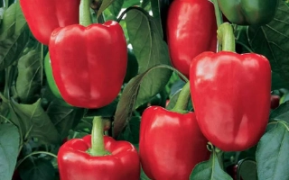 Красные и зеленые перцы Бендиго на растении