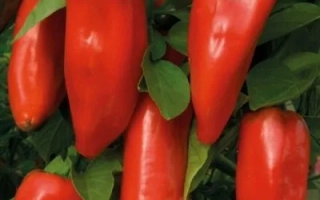 Бизон Красный