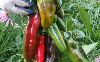 Царь Салтан