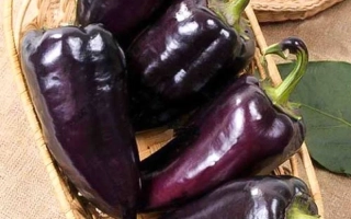 Черный Сахар