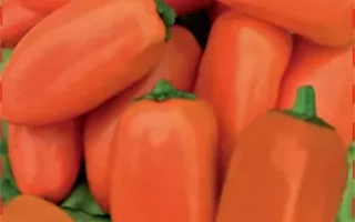 Черрико Нико