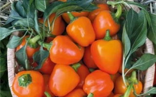 Черрико Рико