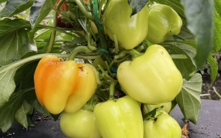 Спелые и зеленые перцы на растении, сорт Добрыня Никитич