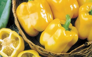 Ерли Сансейшн F1