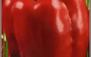 Красный болгарский перец - ЭЛЬДОРАДО