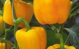 ЭСПАРТАНО F1