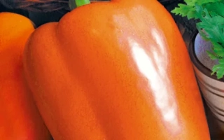 Пакет семян перца сладкого сорта ЭТЮДА