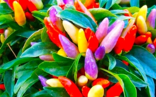 Яркий букет разноцветных перцев Фиеста на зелёных листьях