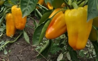 Гладиатор Агро