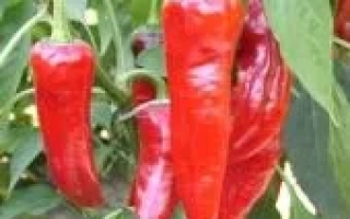 Харківський 