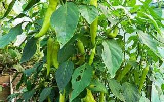 Растение с зелеными перцами на ветвях - ХОТТАБЫЧ