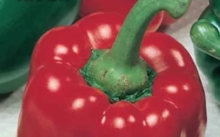 Красный перец ИГРОК на упаковке семян